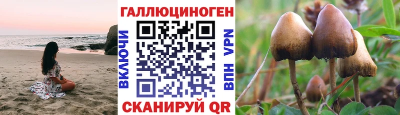 где купить наркоту  гидра рабочий сайт  Галлюциногенные грибы Psilocybine cubensis  даркнет телеграм  Избербаш 